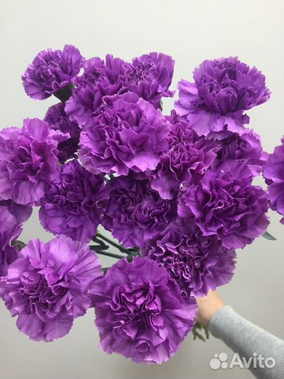 Розы Кения, Эквадор