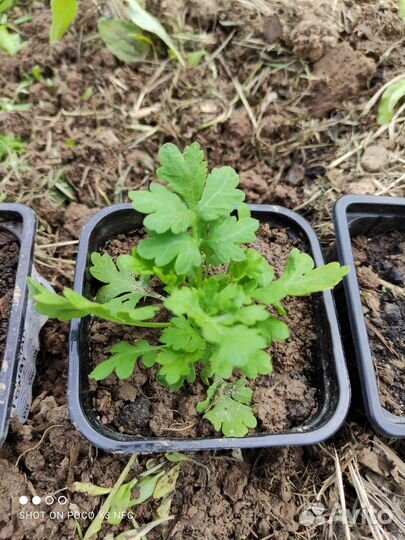 Ромашка мелкая белая