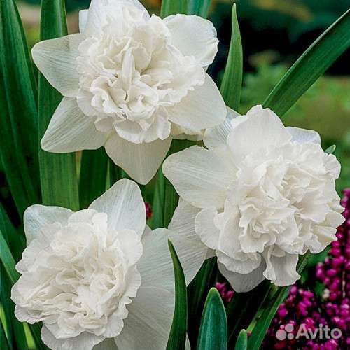 Нарцисс махровый-луковицы