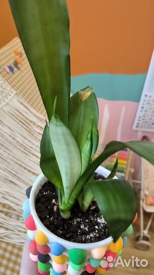 Сансевиерия муншайн