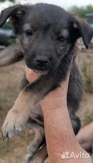 В Добрые Руки метисы овчарки