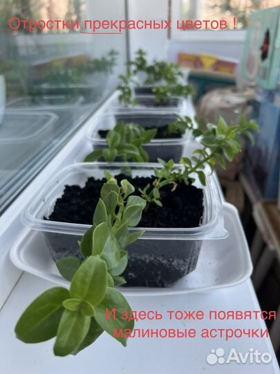 Аптения сердцелистная