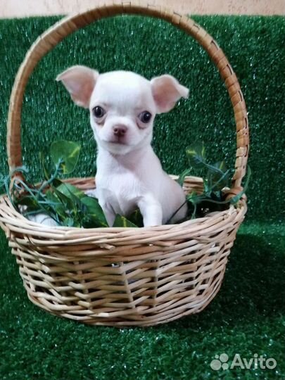 Девицы красавицы с документами