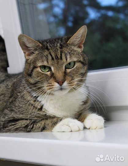 Котик спасенный от усыпления ищет дом