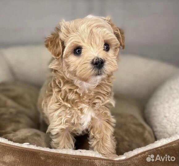 Мальтипу кукольные мишки