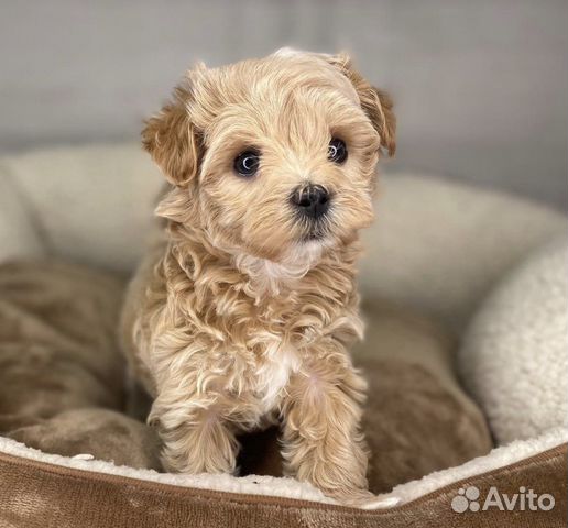 Мальтипу кукольные мишки