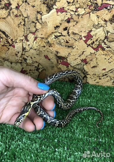 Амурский полоз Чёрная змея