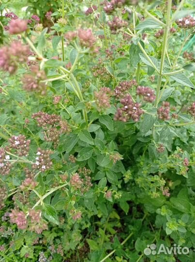 Садовая мята, душица, чабрец, мелисса