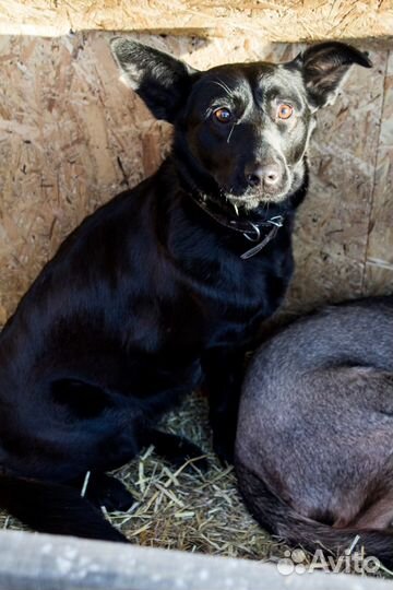 Трехлапочка Габби ждет чудо