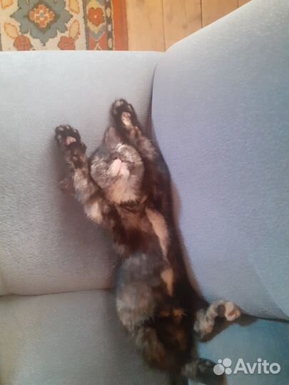 Котенок в добрые руки