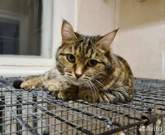 Красивейшая Мария в дар Надёжным людям