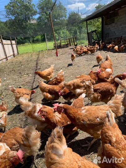 Куры несушки ломан браун