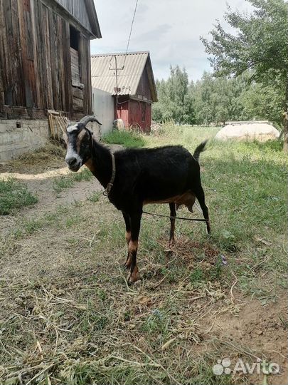 Продажа дойных коз