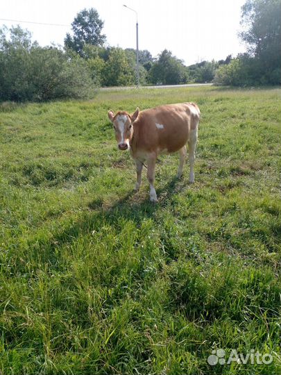 Продается телка. возможен торг