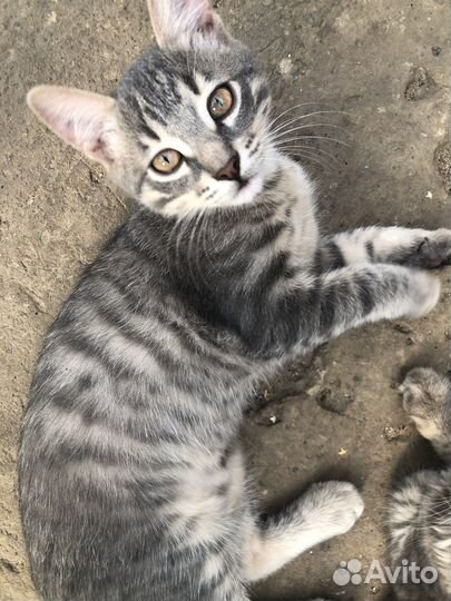 Котята в добрые руки мальчик и девочка