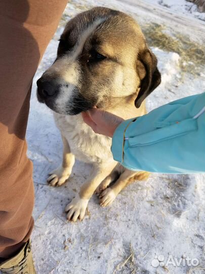 Метис алабая