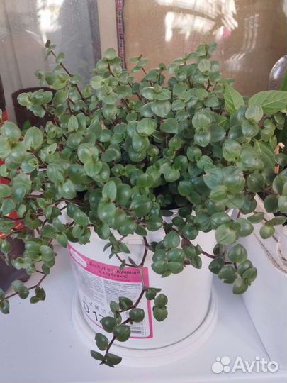 Комнатные цветы