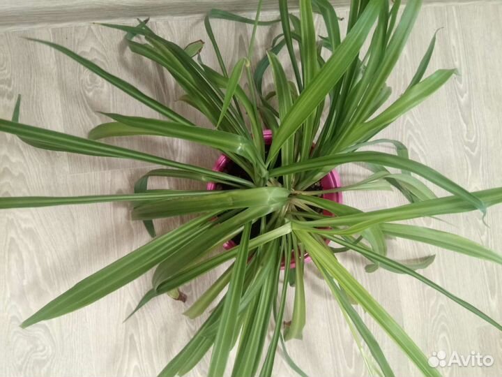 Домашние цветы Хлорофитум бесплатно