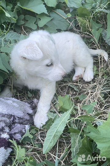 Собака в добрые руки отдам бесплатно щенки