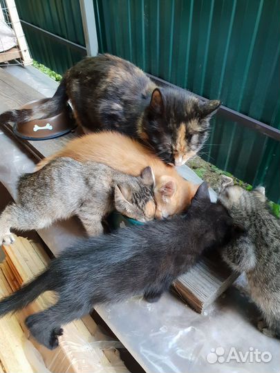 Котята в добрые руки