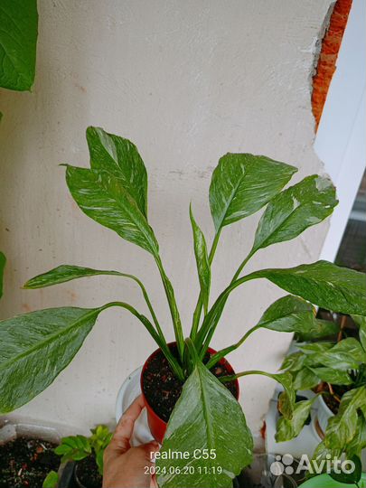 Спатифиллум вариегатный 