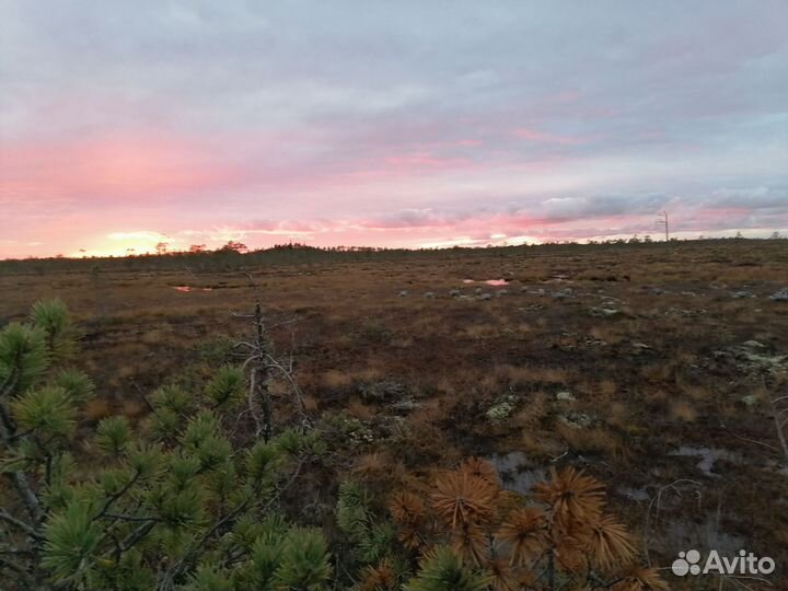 Охота на гусей