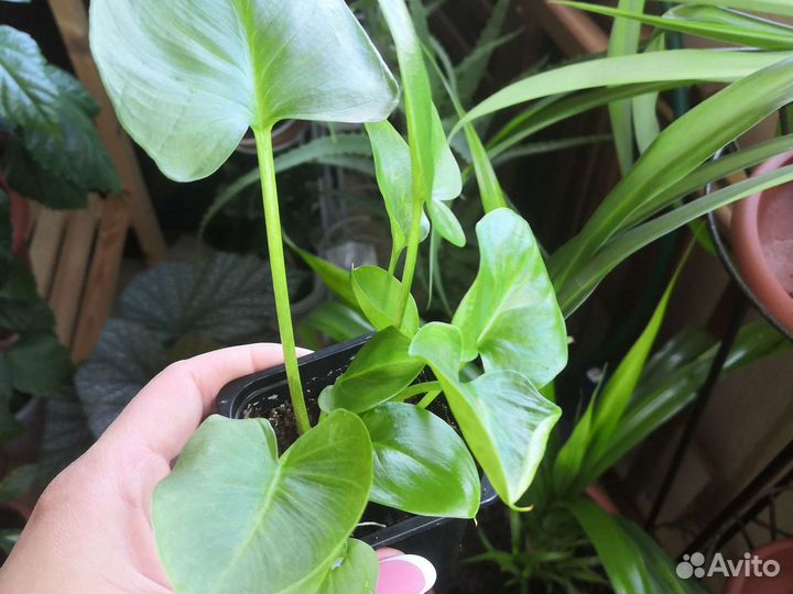 Много цветов