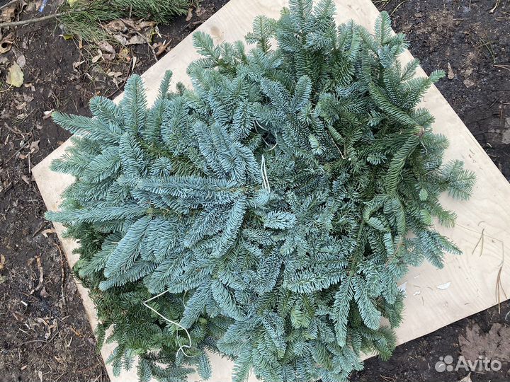 Лапник пихты нобилис ветки 4-5 кг
