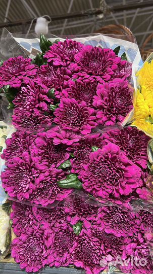 Хризантема, Хризантема одноголовая