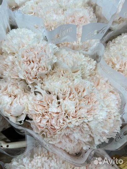 Цветы оптом гвоздики