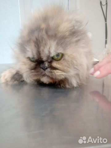 Персидская кошка Корица в дар, 2 года объявление продам