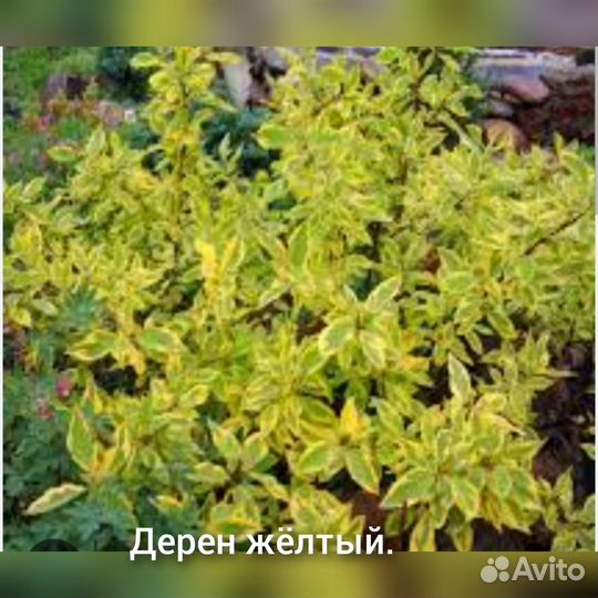 Саженцы для сада