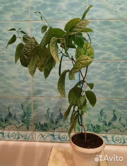 Калеродендрум, декабрист, фикус