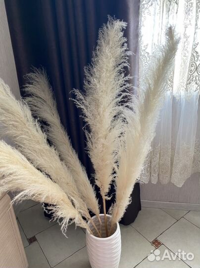 Пампасная трава