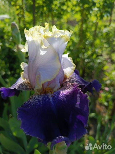 Ирисы бородатые сортовые