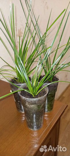 Зефирантес белый