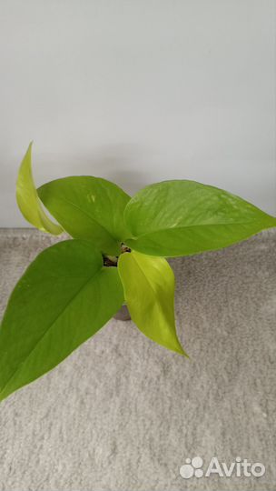 Эпипремнумы марбл квин, неон