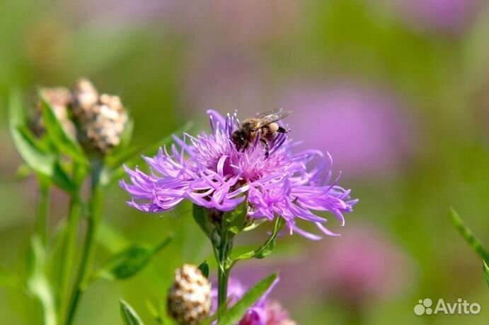 Мед натуральный с Алтая опт