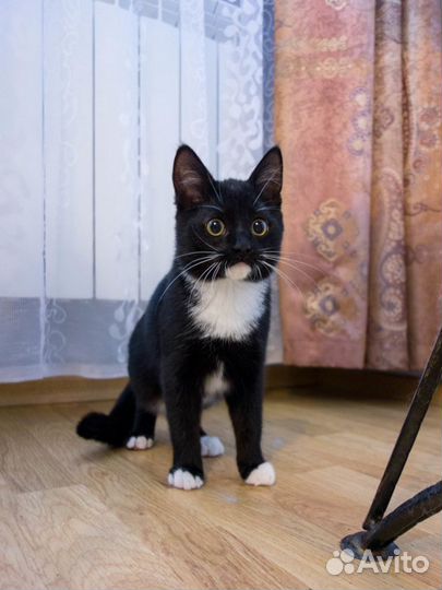 Филя -ласковый и игривый черно-белый котик 2,5 мес