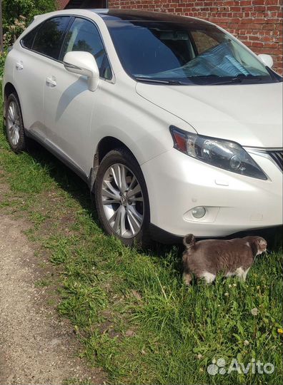 Lexus RX, 2011