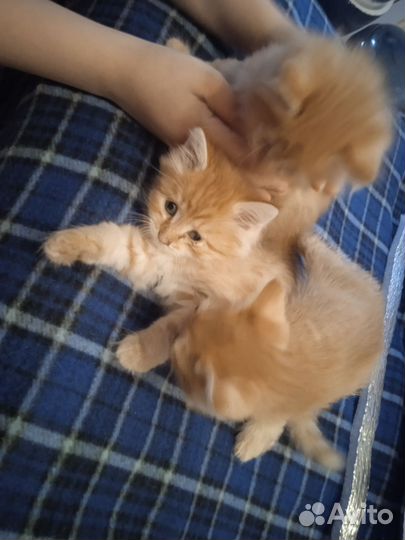 Котята рыжики