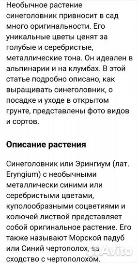 Синеголовник