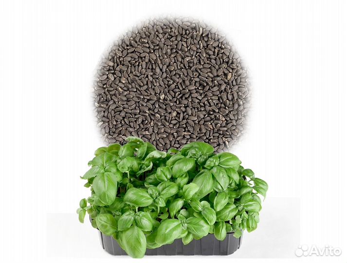 Семена Микрозелень от 50 грамм арт.0039