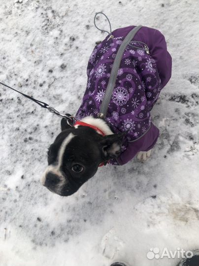 Зимняя одежда для средних собак