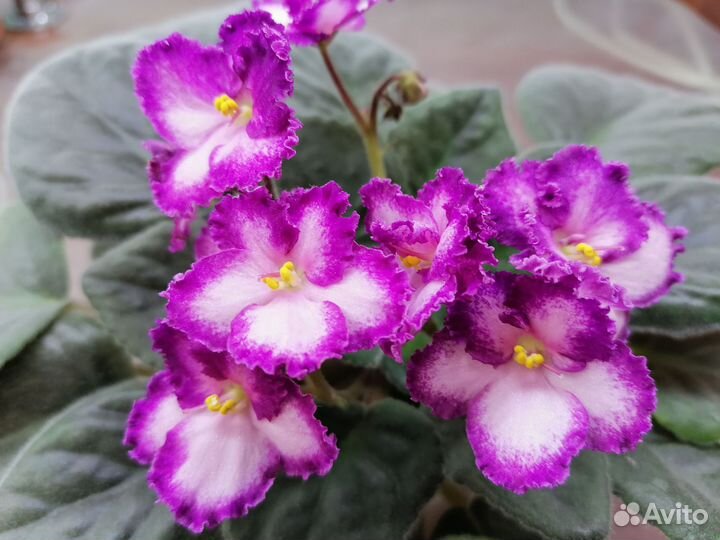 Сортовые фиалки