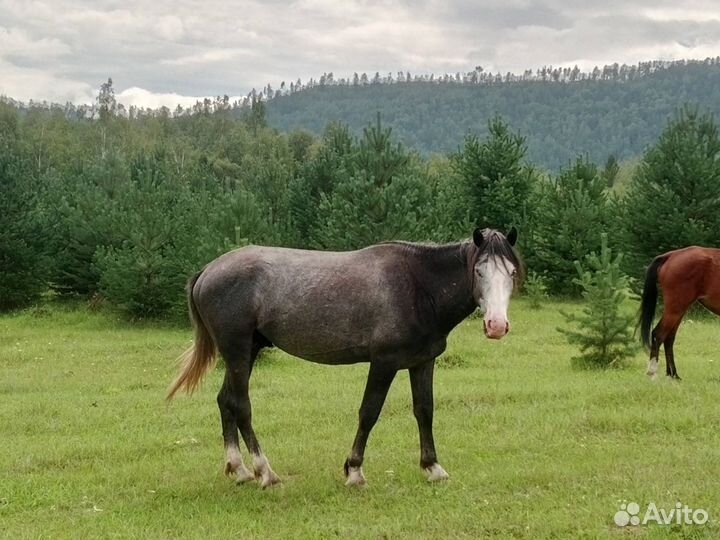 Продам крс, лошадь