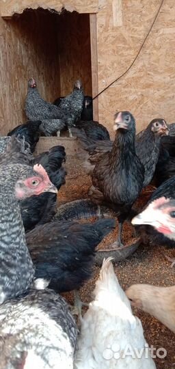 Цыплята помесь пород Джерси с Малинами воз 3 мес