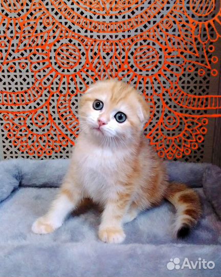 Котята золотая шиншилла с родословной