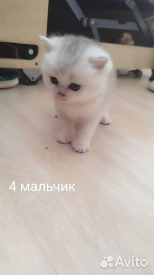 Шотландские котята