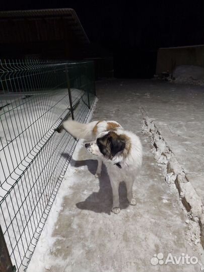 Московская сторожевая вязка